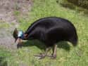 Don't Cross The Cassowary on Random Zookeepers Reveal Biggest Animal Jerks In Their Facilities