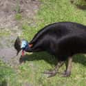 Don't Cross The Cassowary on Random Zookeepers Reveal Biggest Animal Jerks In Their Facilities