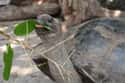 Aldabra Tortise Trouble on Random Zookeepers Reveal Biggest Animal Jerks In Their Facilities