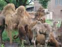 Baby Camel Chaos on Random Zookeepers Reveal Biggest Animal Jerks In Their Facilities