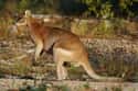 The Razor-Clawed Wallaby on Random Zookeepers Reveal Biggest Animal Jerks In Their Facilities