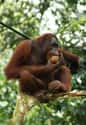 The Spitting Orangutan on Random Zookeepers Reveal Biggest Animal Jerks In Their Facilities