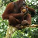 The Spitting Orangutan on Random Zookeepers Reveal Biggest Animal Jerks In Their Facilities