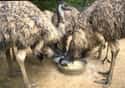 The Emu Wallaby War on Random Zookeepers Reveal Biggest Animal Jerks In Their Facilities