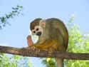 Squirrel Monkeys Get Grabby on Random Zookeepers Reveal Biggest Animal Jerks In Their Facilities