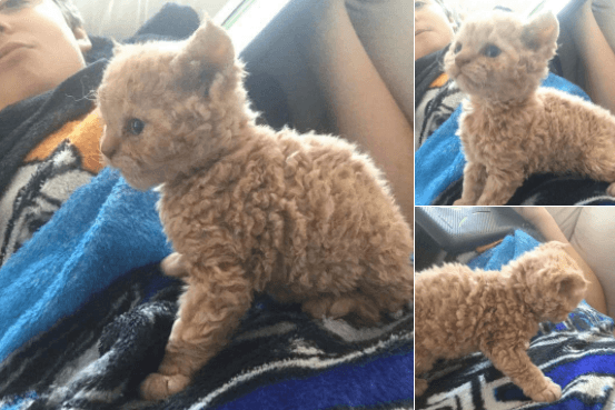 Random Curly Haired Cats Are Internet's Latest Obsession