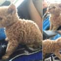 This Little Dude on Random Curly Haired Cats Are Internet's Latest Obsession