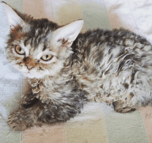 These Cats Are Taking The Internet By Storm