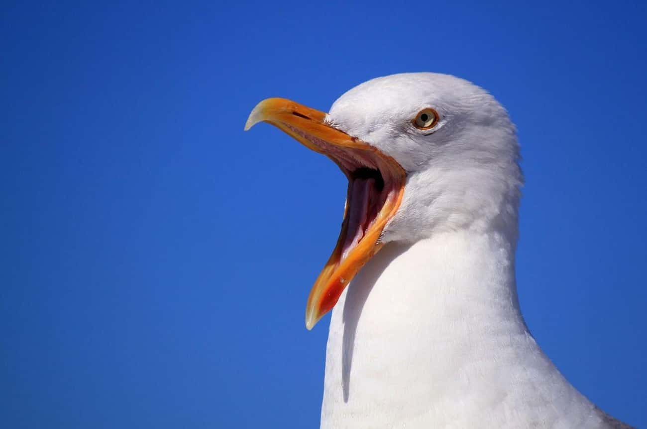 The First Theories Had Absolutely Nothing To Do With Seagulls