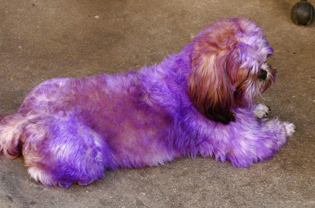 12 Reasons Why It's Horrible To Dye Your Dog's Fur