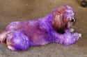 A Dog Gets No Amusement Out Of Being Purple Or Any Other Color on Random Reasons Why It's Horrible To Dye Your Dog's Fur