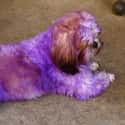 A Dog Gets No Amusement Out Of Being Purple Or Any Other Color on Random Reasons Why It's Horrible To Dye Your Dog's Fur