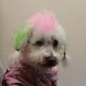 Dyeing Your Dog's Fur Stresses Them Out on Random Reasons Why It's Horrible To Dye Your Dog's Fur