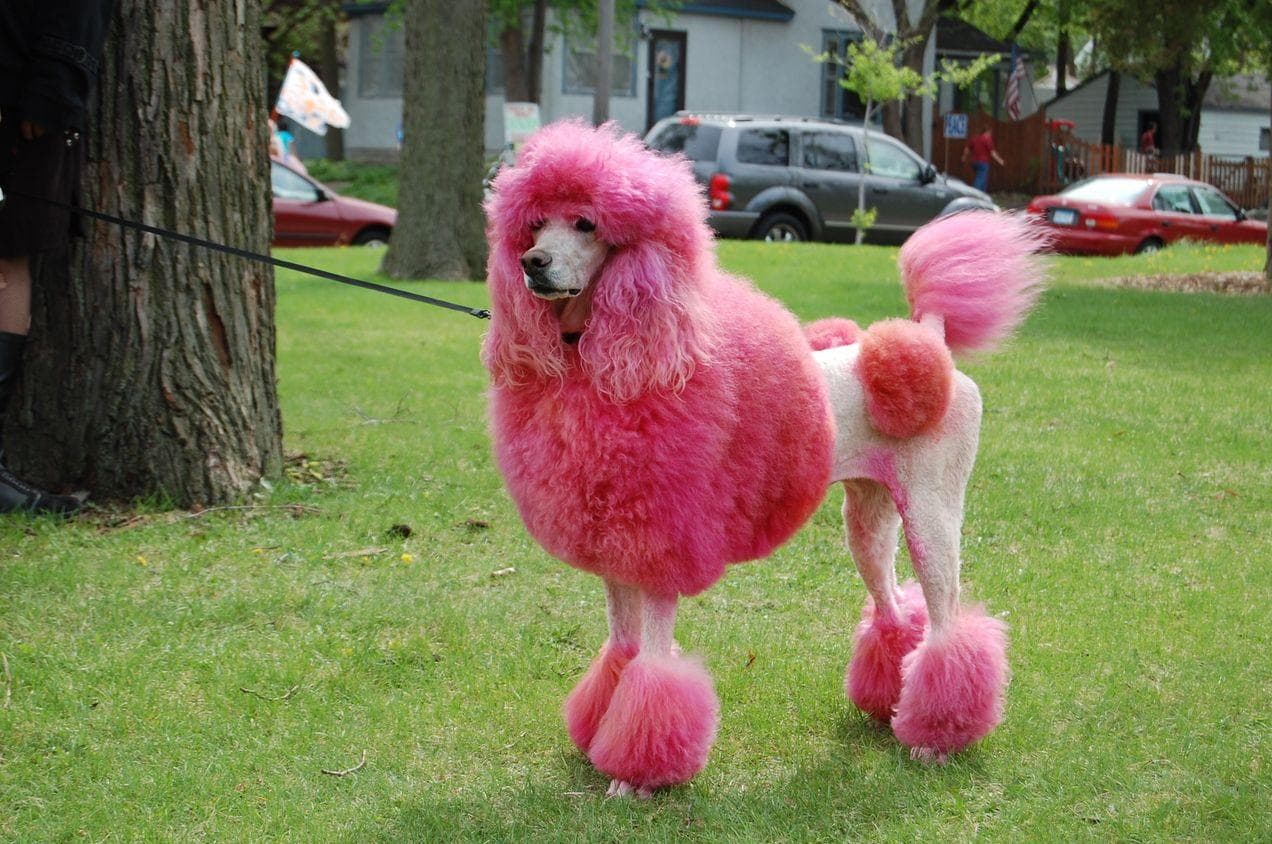Random Reasons Why It's Horrible To Dye Your Dog's Fur