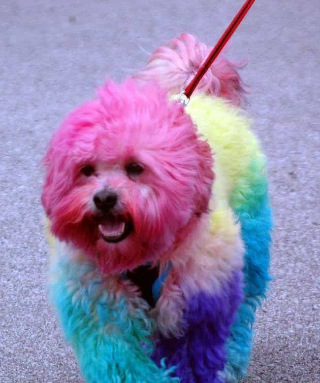 12-reasons-why-it-s-horrible-to-dye-your-dog-s-fur