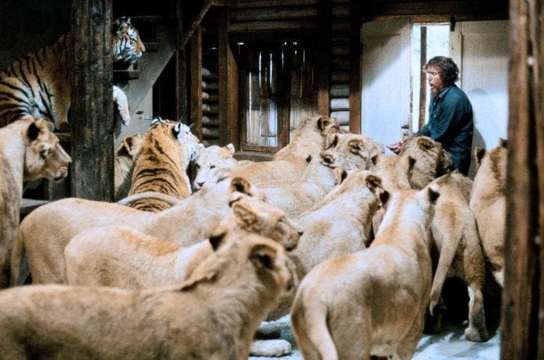 The Insane Story Behind Roar, The Most Dangerous Movie