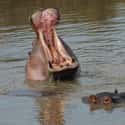 When Hippos Yawn, They're Anything But Content on Random Things that Prove Hippos Are Extremely Dangerous Animals