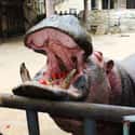 Hippos Aren't Herbivores And Can Go Hunting For Meat on Random Things that Prove Hippos Are Extremely Dangerous Animals