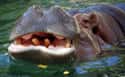 Hippos Are Sometimes Cannibals on Random Things that Prove Hippos Are Extremely Dangerous Animals
