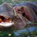 Hippos Are Sometimes Cannibals on Random Things that Prove Hippos Are Extremely Dangerous Animals