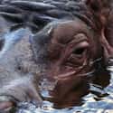 Hippos Look Like They're Sweating Blood on Random Things that Prove Hippos Are Extremely Dangerous Animals