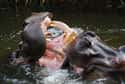 Hippos Are So Aggressive, Crocodiles Are Afraid Of Them on Random Things that Prove Hippos Are Extremely Dangerous Animals