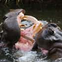 Hippos Are So Aggressive, Crocodiles Are Afraid Of Them on Random Things that Prove Hippos Are Extremely Dangerous Animals