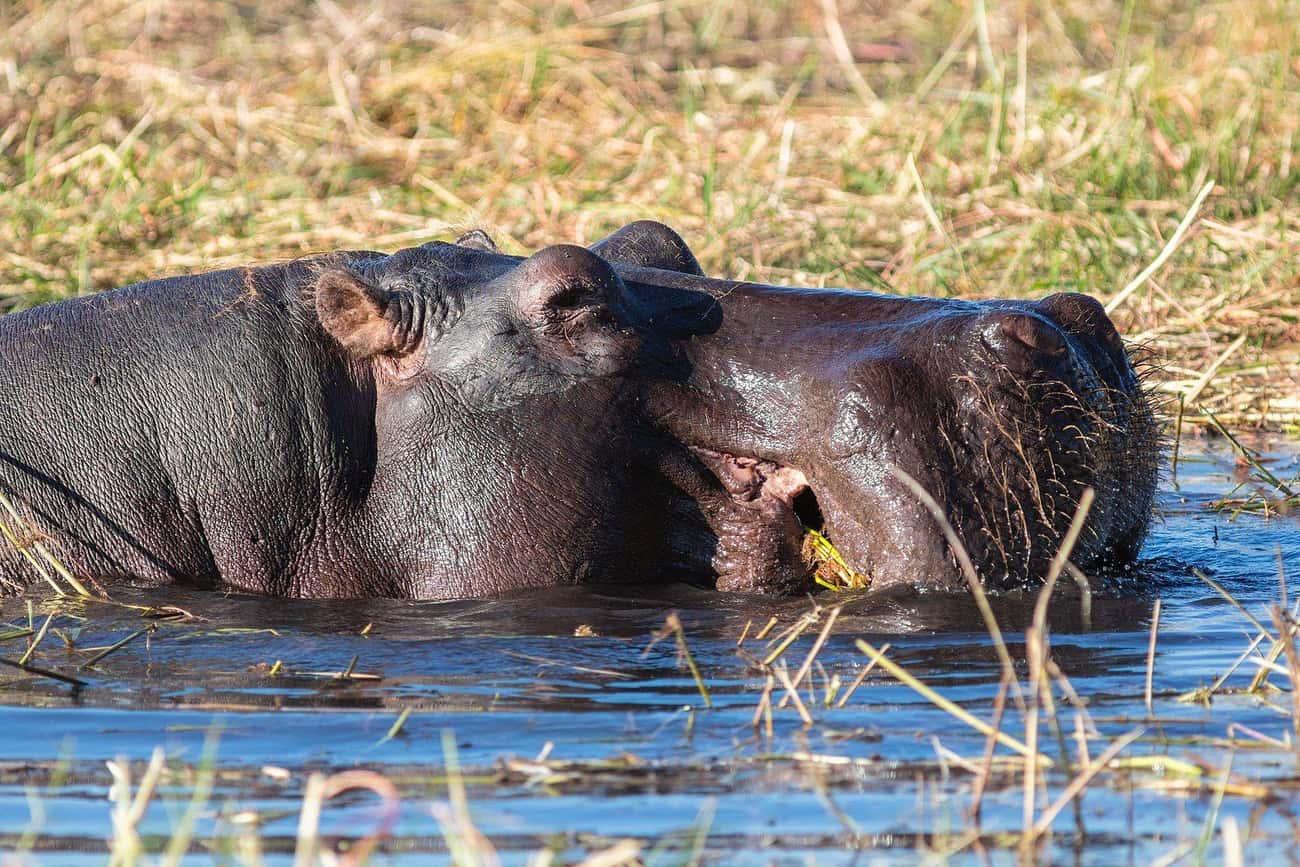 Hippos Are One Of The Most Dangerous Land Animals In The World 