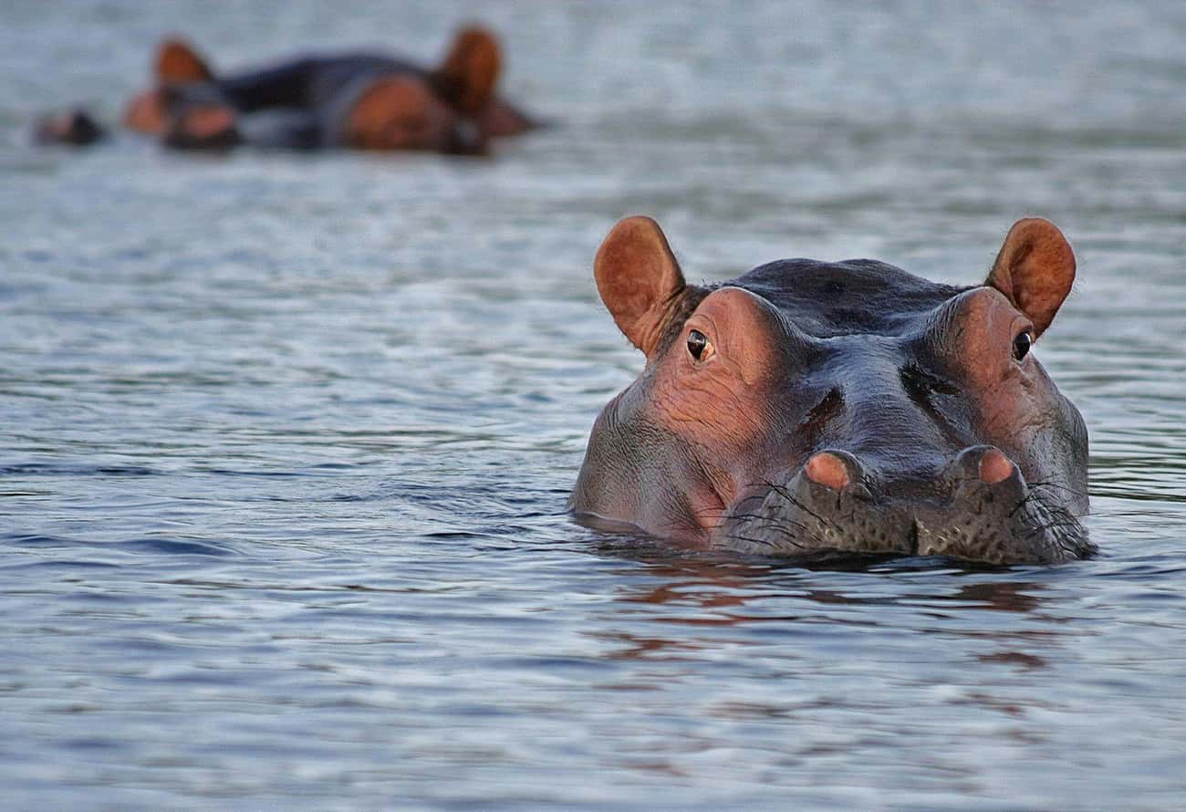 One Lone Hippo Can Fight Off An Entire Pride Of Lions