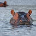 One Lone Hippo Can Fight Off An Entire Pride Of Lions on Random Things that Prove Hippos Are Extremely Dangerous Animals