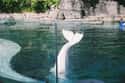 Mermaids May Be Real After All on Random Creepy Photos Of Beluga Whales And Manatees