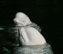 The Faceless Men on Random Creepy Photos Of Beluga Whales And Manatees