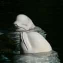The Faceless Men on Random Creepy Photos Of Beluga Whales And Manatees