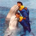 Going For The Peck On The Cheek on Random Creepy Photos Of Beluga Whales And Manatees