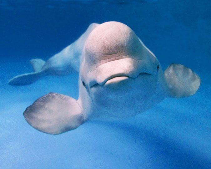 Random Creepy Photos Of Beluga Whales And Manatees