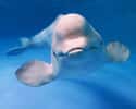 A Slight Smile on Random Creepy Photos Of Beluga Whales And Manatees
