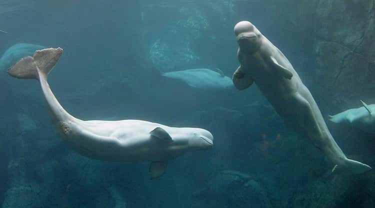 17 Creepy Photos Of Beluga Whales And Manatees