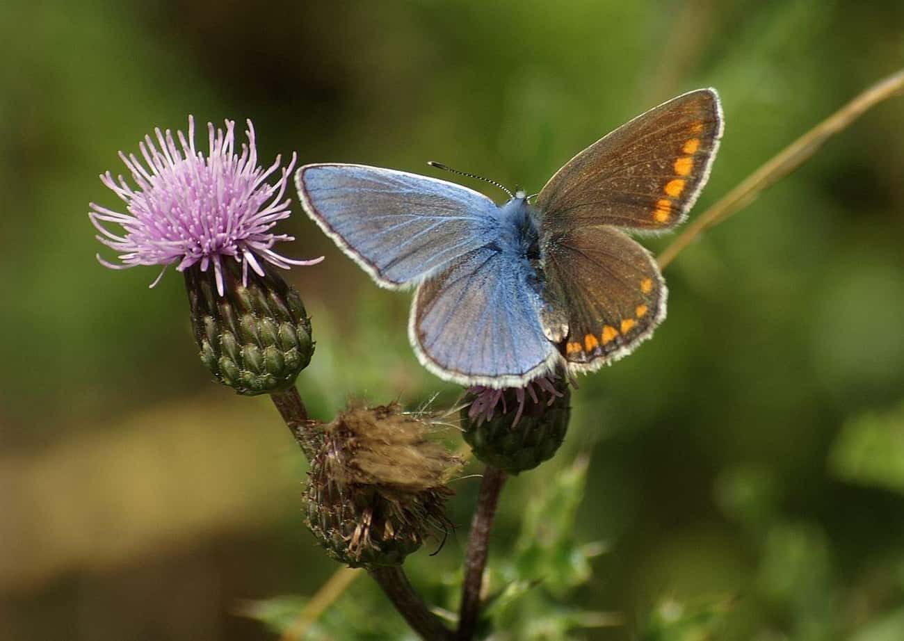 A Blue And Brown Chimera Butterfly
