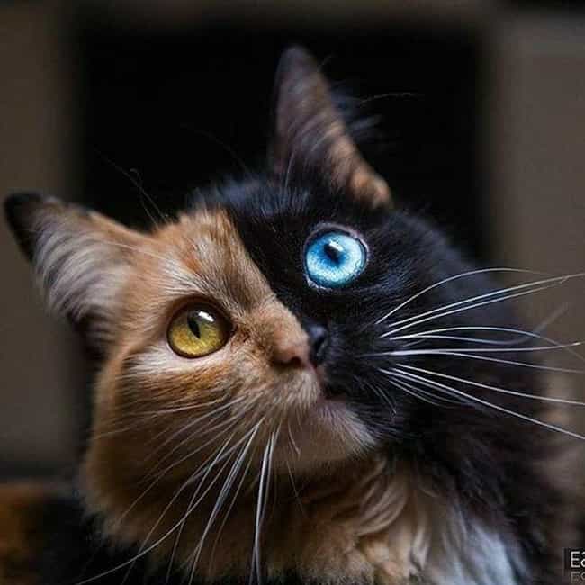 chimera animals