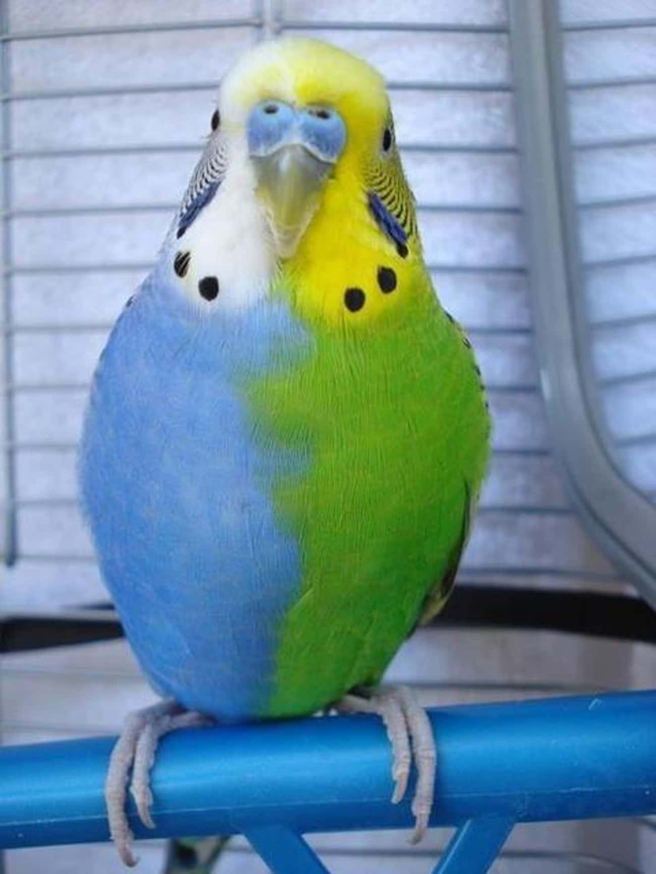 A Parakeet With Two Distinct Colorings