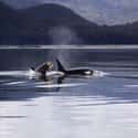 One Whale Was Responsible For Three Human Casualties on Random Orcas Are Biggest Jerks In Entire Ocean