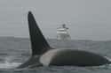 Some Like To Stalk Fishing Boats And Steal Their Catches on Random Orcas Are Biggest Jerks In Entire Ocean