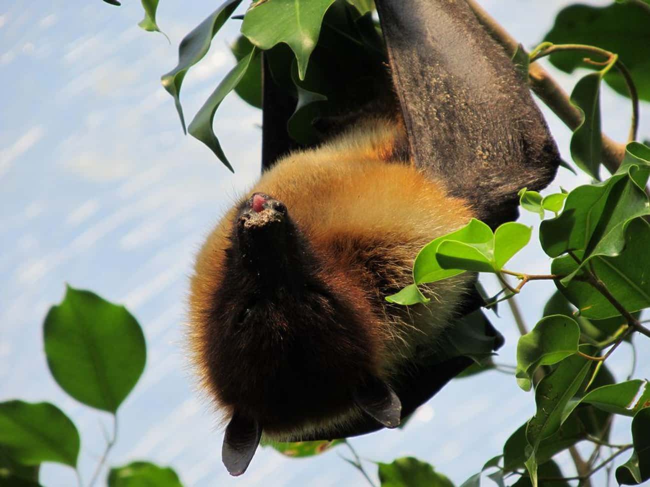 Flying Foxes Are The World's Largest Bat
