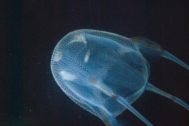 11 Insane Facts About Box Jellyfish, The Most Venomous Marine Animal