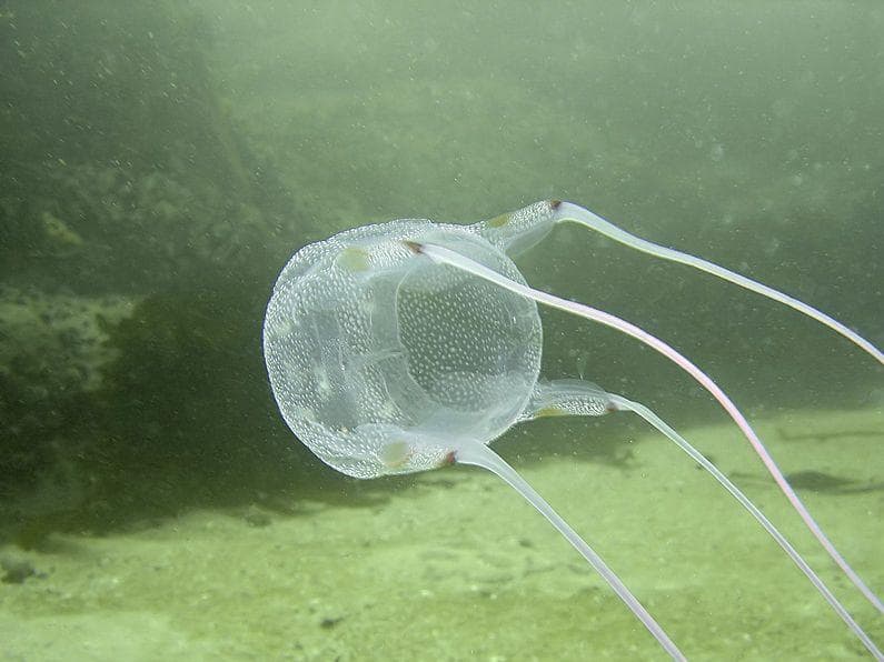 11 Insane Facts About Box Jellyfish, The Most Venomous Marine Animal