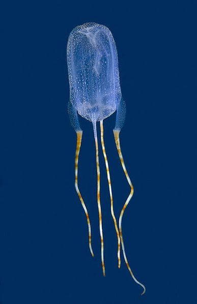 11 Insane Facts About Box Jellyfish, The Most Venomous Marine Animal