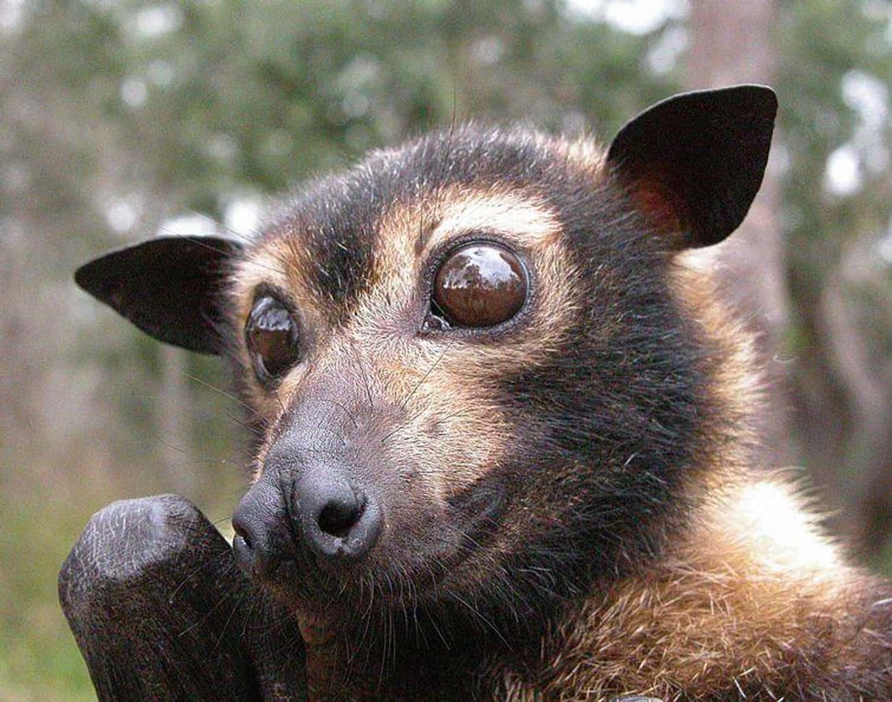 Flying Foxes Don't Use Echolocation