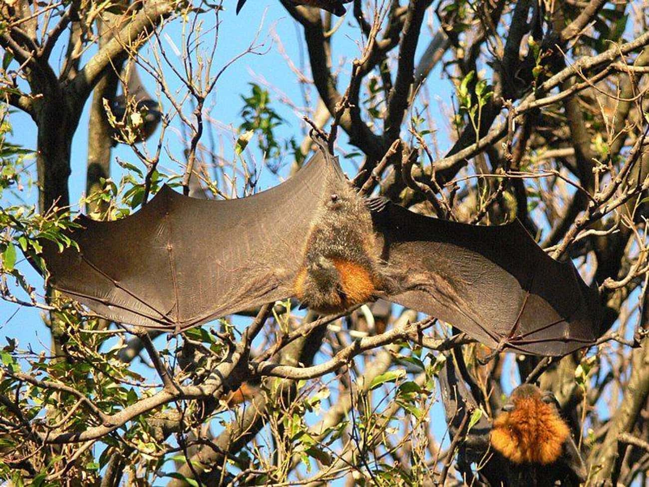 The Flying Fox&#39;s Wingspan Can Reach Five Feet