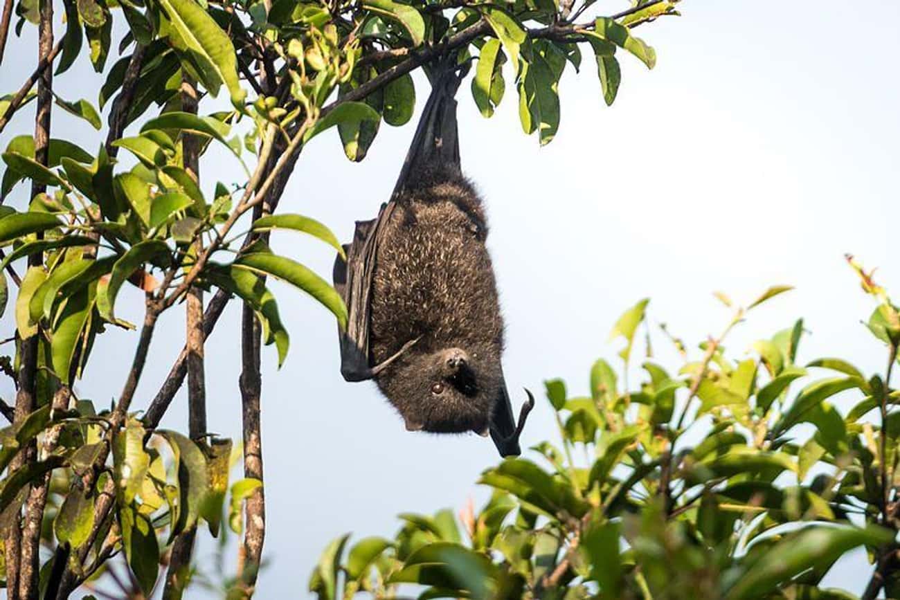 Flying Foxes Are Forest Dwellers
