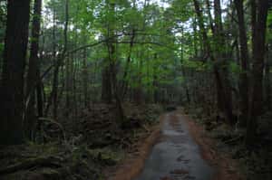 Aokigahara – The Suicide Fores... is listed (or ranked) 1 on the list These Are The Creepiest Natural Wonders You Can Actually Visit